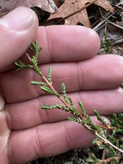 Calluna vulgaris