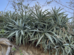 Agave capensis