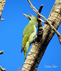 Picus vaillantii