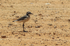 Charadrius pecuarius