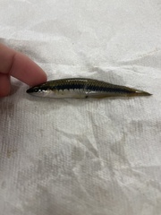 Fundulus olivaceus