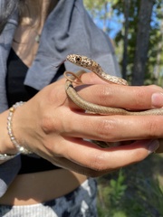 Masticophis flagellum flagellum