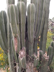Lophocereus marginatus