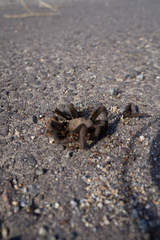 Aphonopelma eutylenum