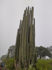 Lophocereus marginatus