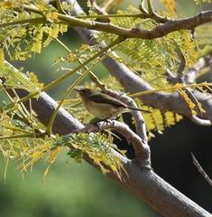 Phylloscopus canariensis