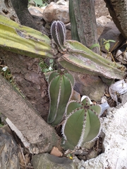 Lophocereus marginatus