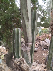 Lophocereus marginatus