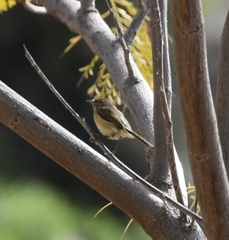 Phylloscopus canariensis