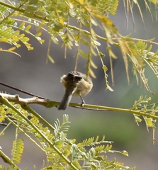 Phylloscopus canariensis