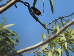 Chlorophonia elegantissima
