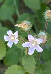 Campanula damascena