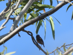 Chlorophonia elegantissima
