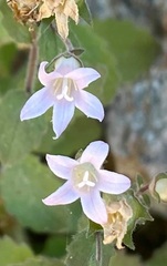 Campanula damascena