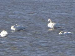 Cygnus columbianus