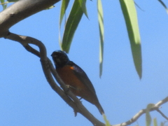 Chlorophonia elegantissima