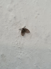 Clogmia albipunctata