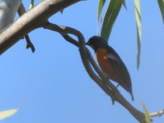 Chlorophonia elegantissima