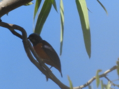 Chlorophonia elegantissima