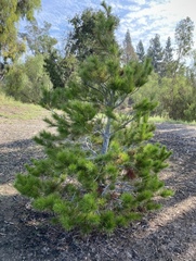 Pinus