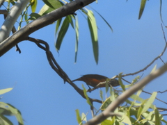 Chlorophonia elegantissima