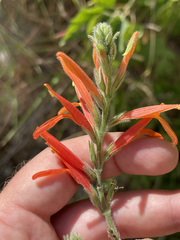 Justicia californica