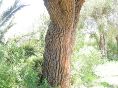 Aspidosperma quebracho-blanco