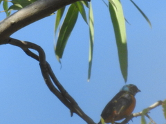 Chlorophonia elegantissima