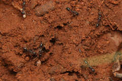 Monomorium