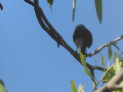 Chlorophonia elegantissima