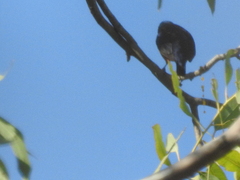 Chlorophonia elegantissima