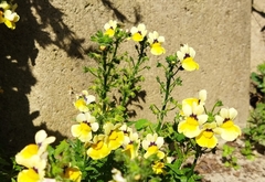 Nemesia affinis