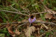 Bombus terrestris