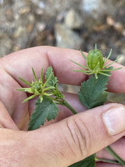 Hibiscus ribifolius