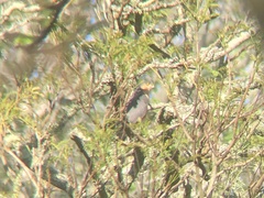 Accipiter rufiventris