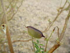 Crotalaria distans