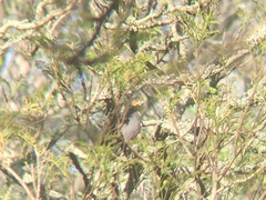 Accipiter rufiventris