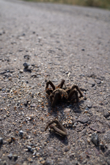 Aphonopelma eutylenum
