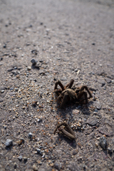 Aphonopelma eutylenum