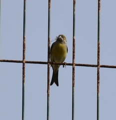 Serinus canaria