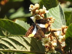 Doxocopa laure laure