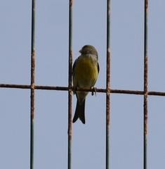 Serinus canaria