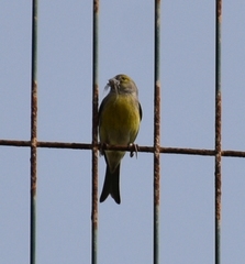 Serinus canaria