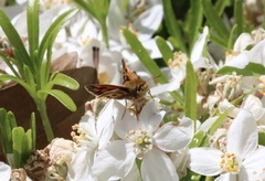 Hylephila fasciolata