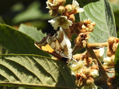 Doxocopa laure laure