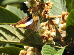Doxocopa laure laure