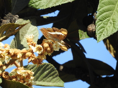 Doxocopa laure laure