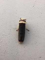 Cicadellinae
