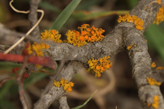 Teloschistes chrysophthalmus