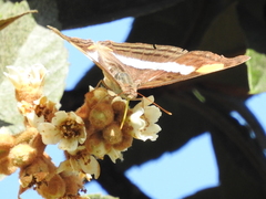 Doxocopa laure laure